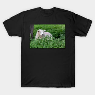 Sheep T-Shirt